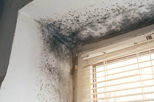 Affordable Bathroom Mold Removal solutions in Olney, IL